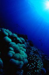 Taken in the Bunaken Marine Park of Manado. Beautiful cor... by Connie Chen 